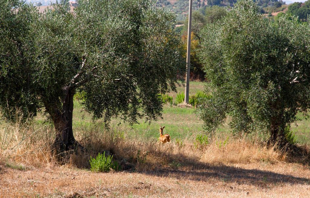 Agriturismo Prati Degli Orti Montiano  Eksteriør bilde