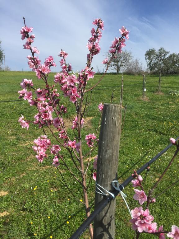 Agriturismo Prati Degli Orti Montiano  Eksteriør bilde