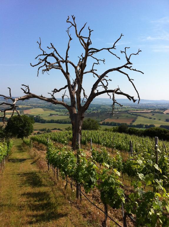 Agriturismo Prati Degli Orti Montiano  Eksteriør bilde