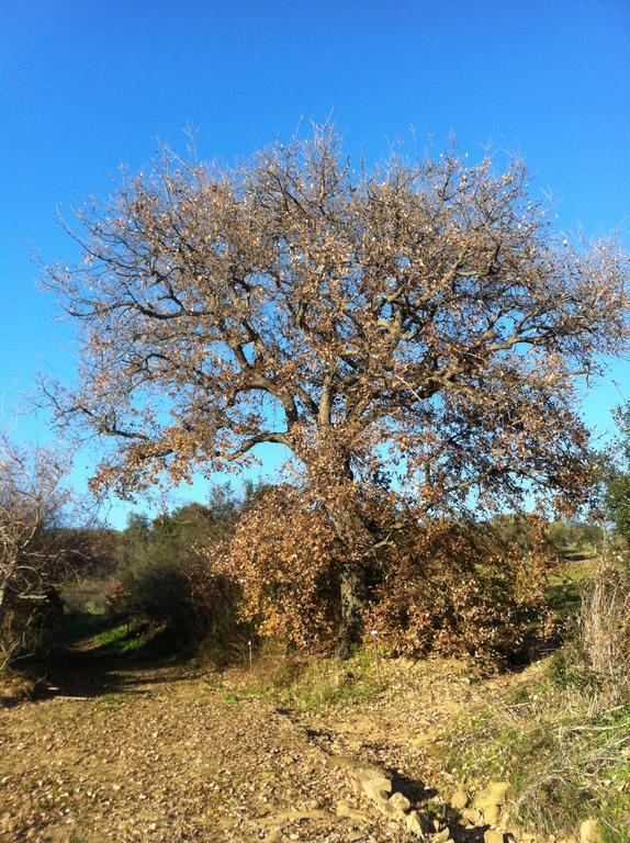Agriturismo Prati Degli Orti Montiano  Eksteriør bilde